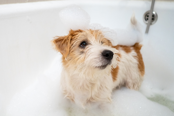 Шампунь для собак и щенков Шампунь для собак и щенков